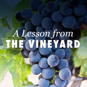 A Lesson from the Vineyard