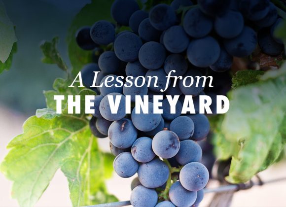 A Lesson from the Vineyard