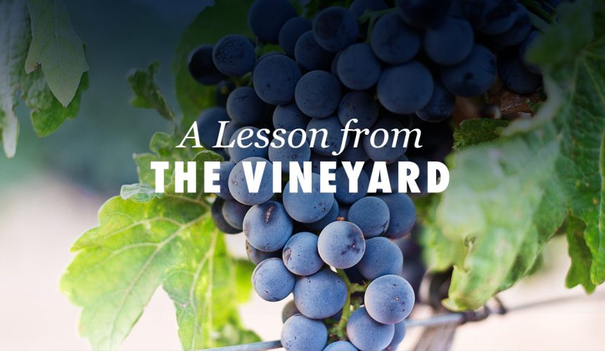 A Lesson from the Vineyard